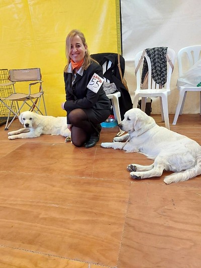 Nuestros Golden retriever concursando