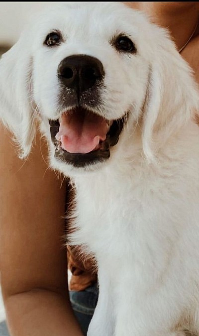 Cachorro de 3 meses