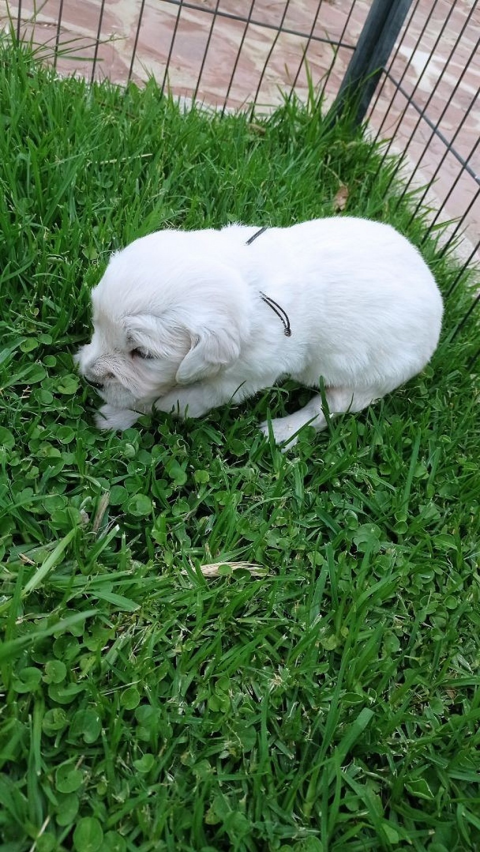 Cachorro 3 semanas