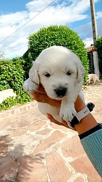 Cachorro blanco