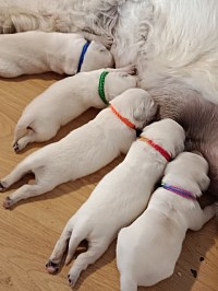 Cachorros golden preciosos blancos