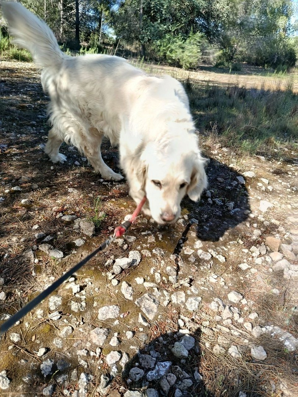 Vera paseando en el bosque