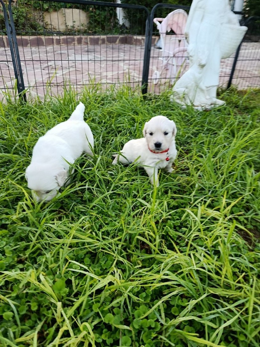 Cachorro 4 semanas